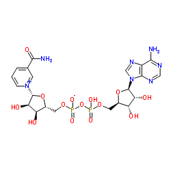 NAD (β-Nicotinamide Adenine Dinucleotide)