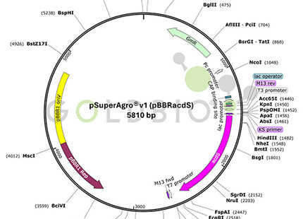 psuper agro v1 plasmid map