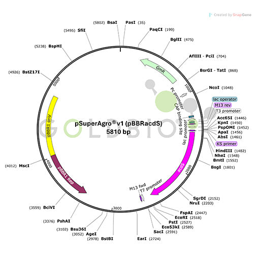 psuper agro v1 plasmid map