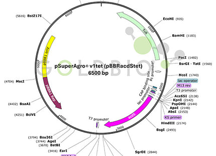psuperagro v1tet plasmid map
