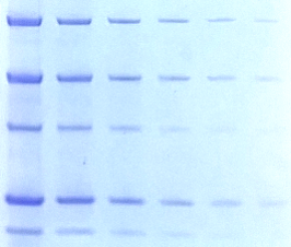 Blazin' Blue™ Protein Gel Stain