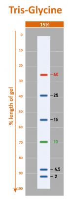 BLUEstain™ Low Range Protein Ladder, 2-40 kDa