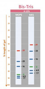 BLUEstain™ Low Range Protein Ladder, 2-40 kDa