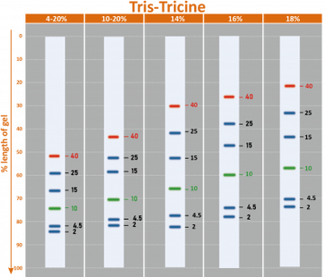 BLUEstain™ Low Range Protein Ladder, 2-40 kDa