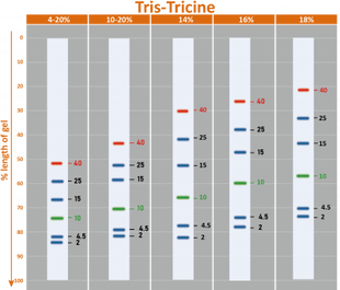 BLUEstain™ Low Range Protein Ladder, 2-40 kDa