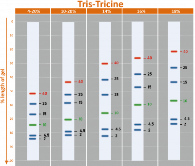 BLUEstain™ Low Range Protein Ladder, 2-40 kDa