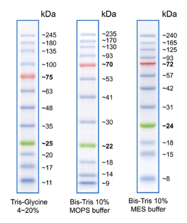 P007 Prestained protein ladder multi buffer lanes