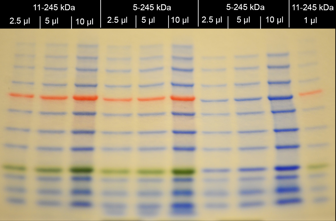 color blindness in the lab - Robust Protein Standards and Ladders
