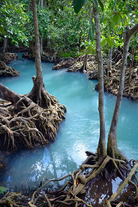 Mangroves – The Buffering Superheroes of the Ocean | GoldBio