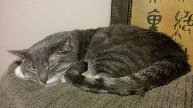 cat microbiome - tabby cat, gray cat, sleeping cat, cat on a couch