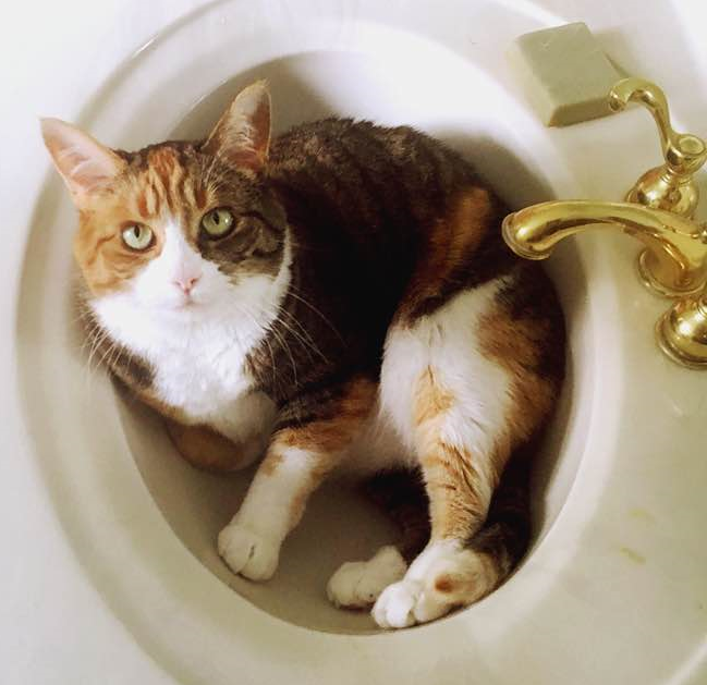 cat microbiome - calico cat - cat in a sink